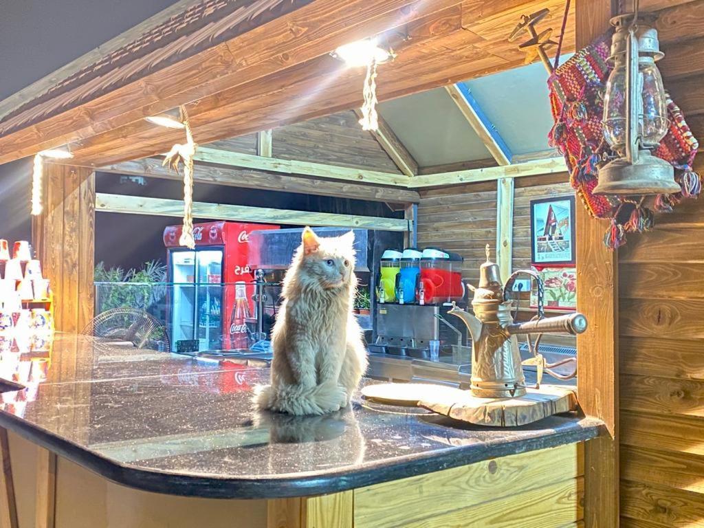 Khawkhah Wadi Al-Hassa Camp酒店 外观 照片
