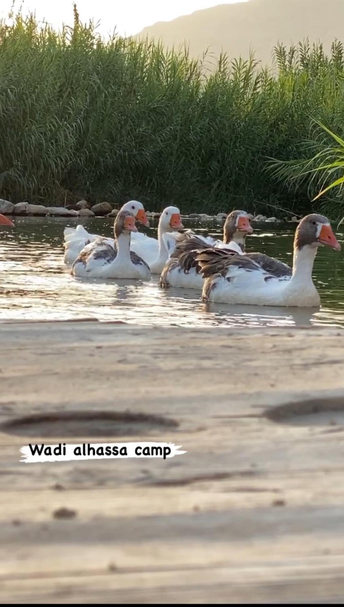 Khawkhah Wadi Al-Hassa Camp酒店 外观 照片